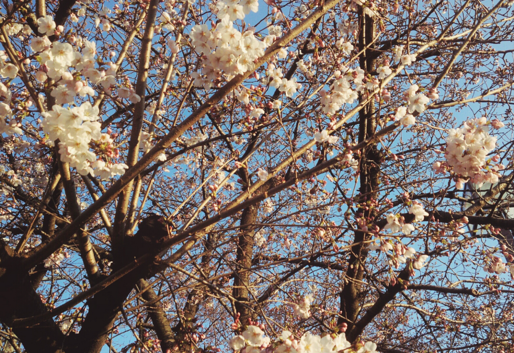 茨木市の桜