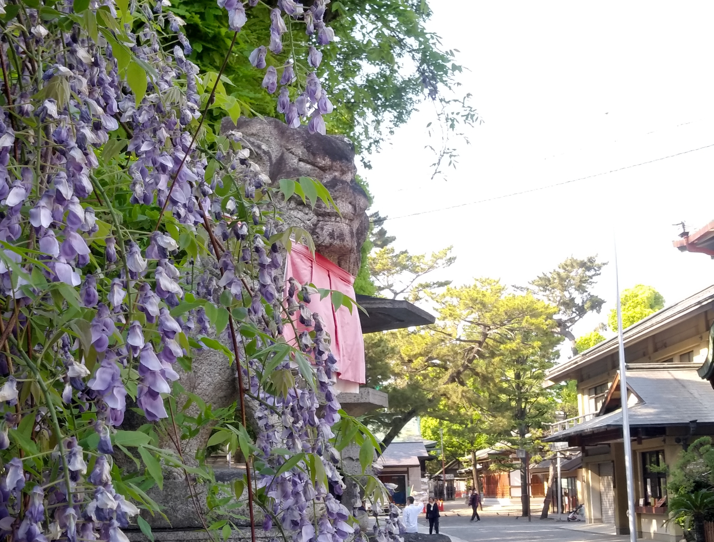 茨木神社　藤の花